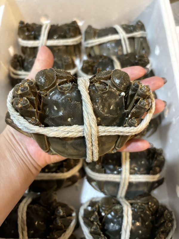 [濃郁鮮美]江蘇洪澤湖大閘蟹 江蘇洪澤湖大閘蟹