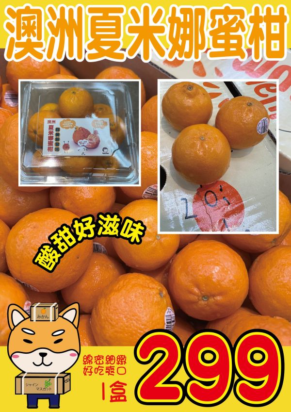 [甘甜濃郁幾乎不酸]澳洲夏米娜蜜柑 Summerina 澳洲夏米娜蜜柑