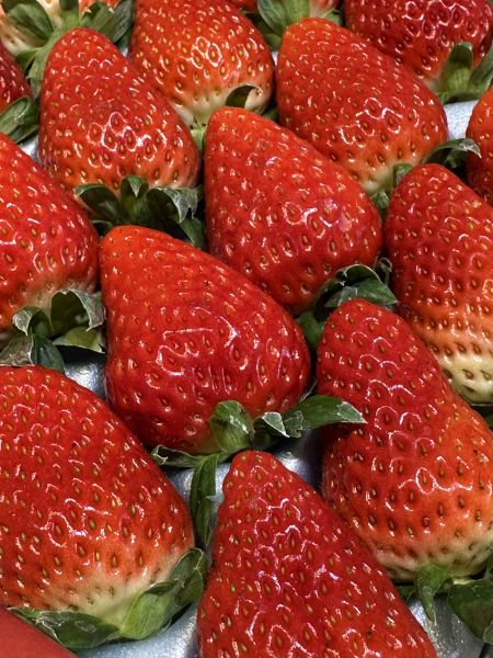 [馨香甘甜]日本德島眉山紅臉頰煉乳草莓 [馨香甘甜]日本德島眉山紅臉頰煉乳草莓