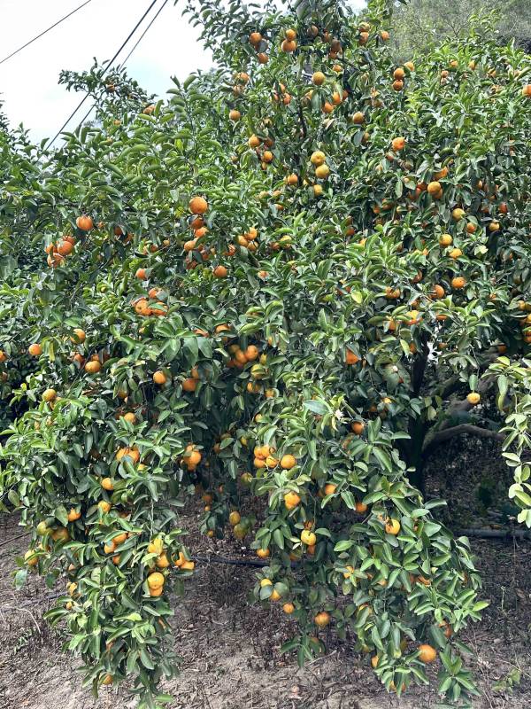 [每年必嚐甘甜濃郁][預購中]苗栗苑裡森林秘境砂糖蜜橘 台灣砂糖橘,砂糖橘,橘子