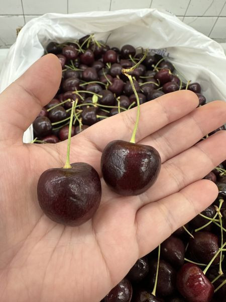 [清爽超人氣]美國華盛頓海運櫻桃 美國華盛頓海運櫻桃