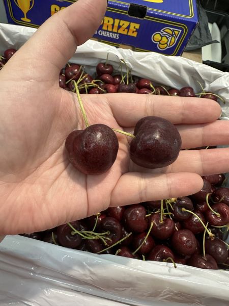 [風味清新口感佳][原箱5kg]美國華盛頓海運金盃櫻桃 加州櫻桃,華盛頓櫻桃,美國櫻桃,西北櫻桃