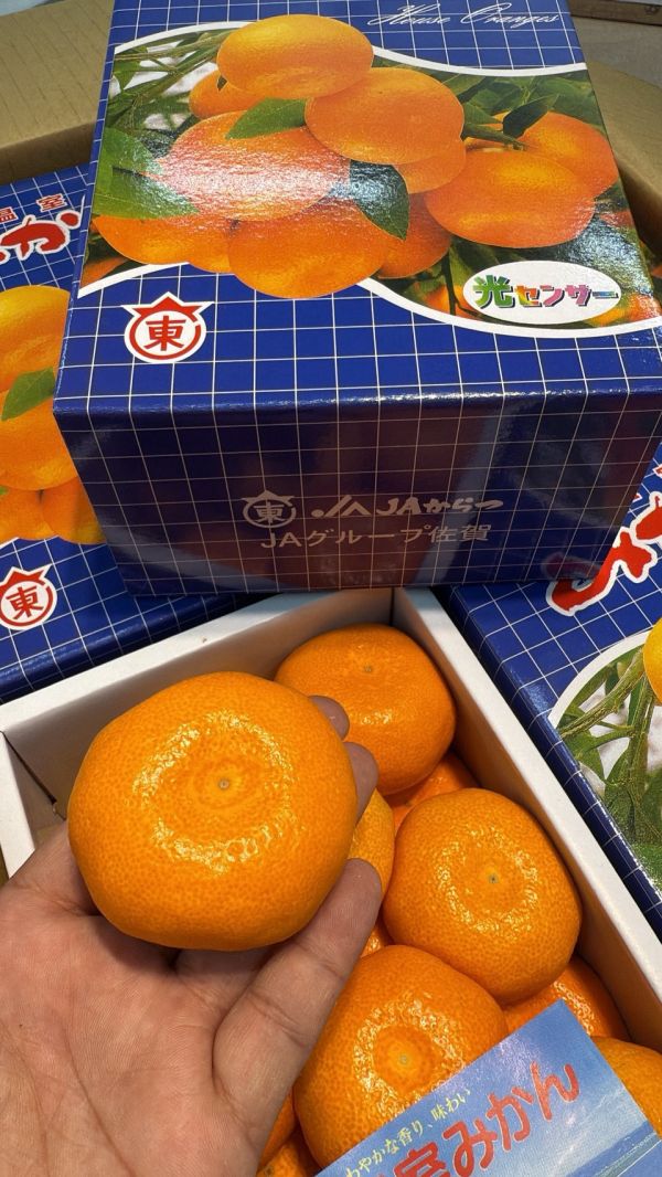 [無籽皮薄香甜多汁][禮盒式]日本佐賀東蜜柑 佐賀みかん 和歌山蜜柑,日本小橘子,日本蜜柑,溫室蜜柑,有田,佐賀蜜柑, 福岡蜜柑,北原早生,きたはらわせ,山川蜜柑