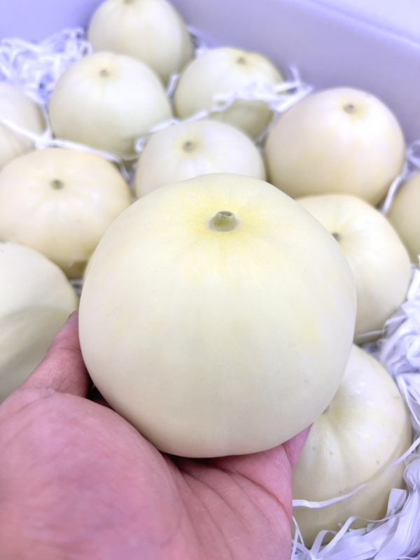 [甘甜爽脆香氣十足]嘉義水上溫室美濃洋香瓜 甜瓜 香瓜 美濃瓜 嘉義水上溫室美濃洋香瓜