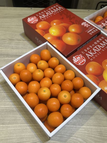 [清甜爽口檸檬香氣][禮盒式]日本宮崎赤金柑 日本宮崎赤金柑