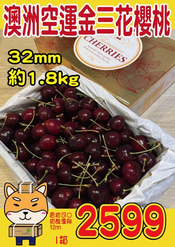 [甘甜濃郁幾乎不酸]澳洲金三花塔斯馬尼亞櫻桃 澳洲金三花踏塔斯馬尼亞櫻桃