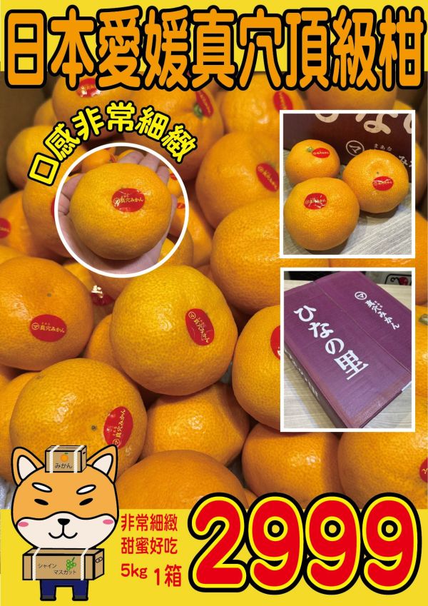 [甘甜多汁香氣十足][禮盒]日本愛媛真穴頂級柑5kg 日本愛媛真穴頂級柑5kg