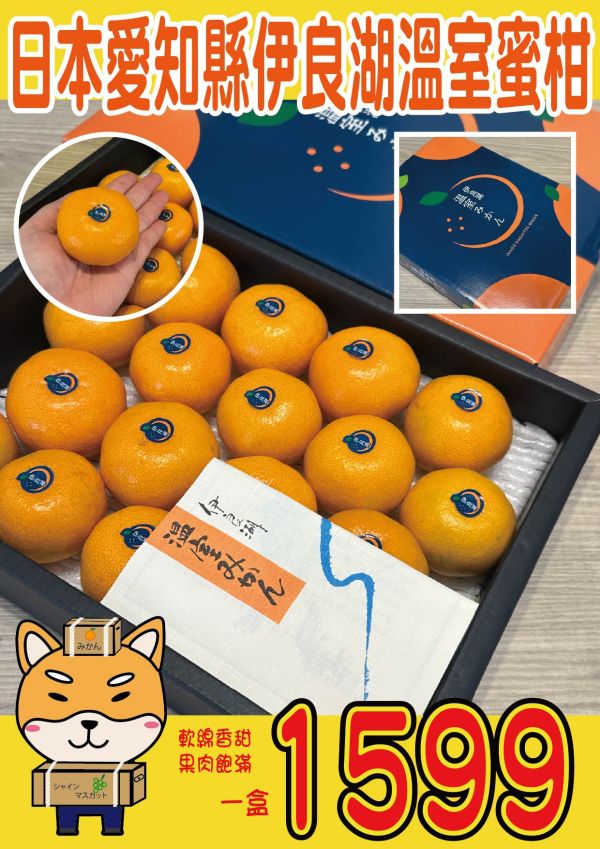 [無籽皮薄香甜多汁]日本愛知縣伊良湖溫室蜜柑 日本愛知縣伊良湖溫室蜜柑