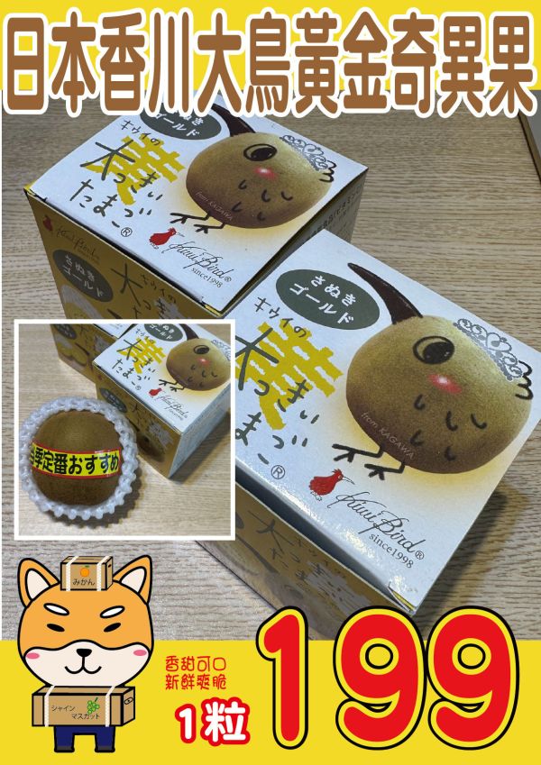 [質感厚實甘甜芳香]日本香川黃金奇異果 キウイの大っきいたまご 奇異鳥金奇異果 さぬきゴールド 日本香川黃金奇異果