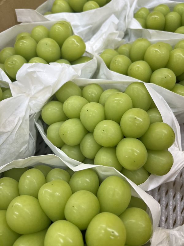 [皮薄爽脆芳香甘甜][整串][可加購禮盒]日本長野信州限定版糖果麝香葡萄 シャインマスカット 