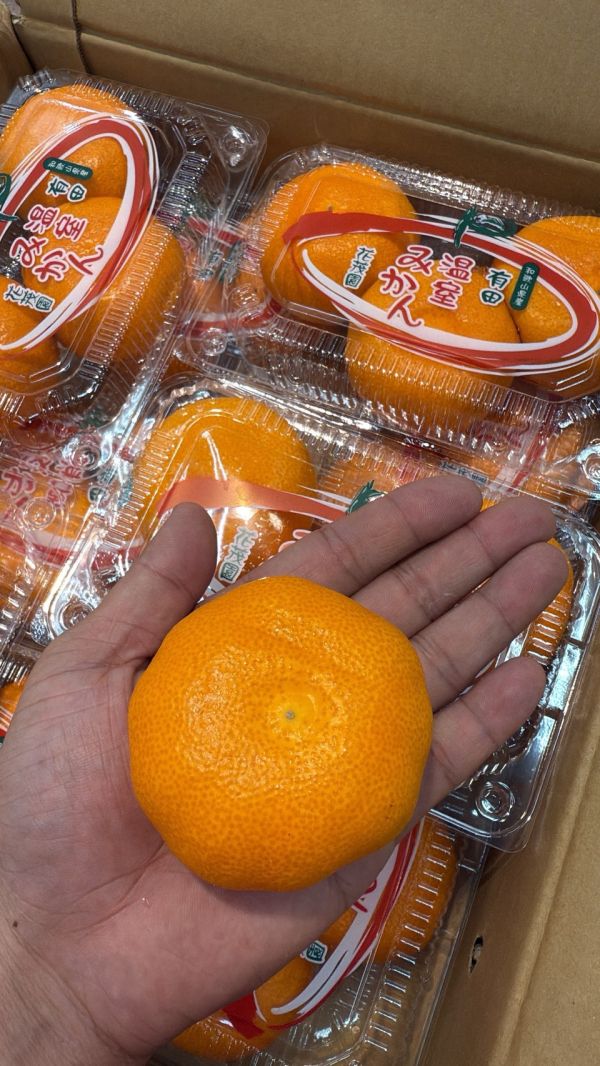 [無籽皮薄香甜多汁][嚐鮮盒]日本和歌山花茂園溫室蜜柑 花茂園温室みかん 和歌山蜜柑,日本小橘子,日本蜜柑,溫室蜜柑,有田,佐賀蜜柑, 福岡蜜柑,北原早生,きたはらわせ,山川蜜柑