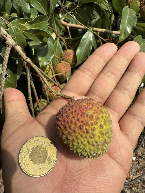 [香甜水潤][禮盒式]大樹貴妃玉荷苞 玉荷包 荔枝 大樹貴妃玉荷苞