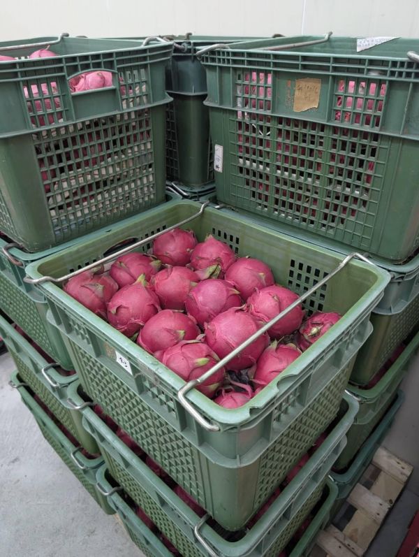 [抗氧化低熱量]屏東高樹紅肉火龍果 紅火龍果 嘉義極光哈密瓜