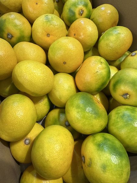 [甜酸濃郁]福岡蜜柑家庭號4kg 福岡蜜柑家庭號4kg