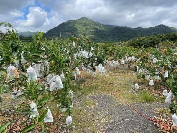 [汁多豐富濃郁香甜][整箱規格]屏東枋山艷之夏愛文芒果 珍珠芒果,迷你芒果,愛文芒果,枋山芒果,艷之夏芒果