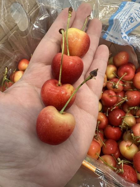 [脆甜清爽超人氣][品牌會更換]智利空運蕾妮爾白櫻桃整箱裝 Chile Rainier Cherries 智利櫻桃,空運櫻桃,紐西蘭櫻桃,塔斯馬尼亞櫻桃,紅櫻桃,白櫻桃