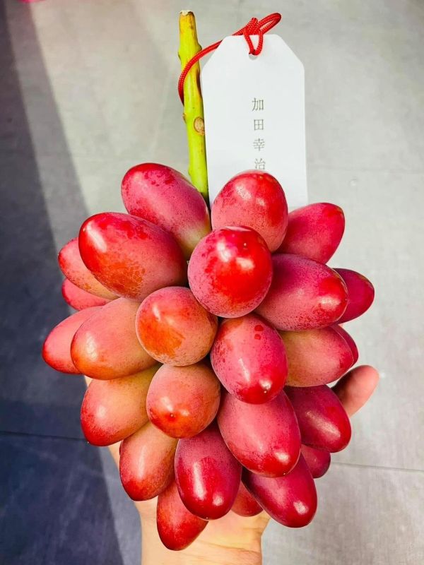 (有獨特花果香氣)日本島根神紅葡萄 