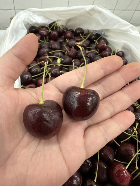 [清爽超人氣]美國華盛頓海運櫻桃 美國華盛頓海運櫻桃