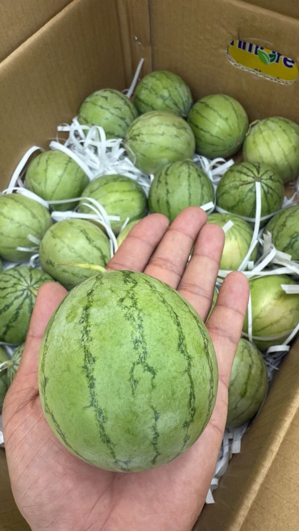 [果肉紅潤皮薄脆甜]台灣MINIBALL小西瓜 台灣MINIBALL小西瓜