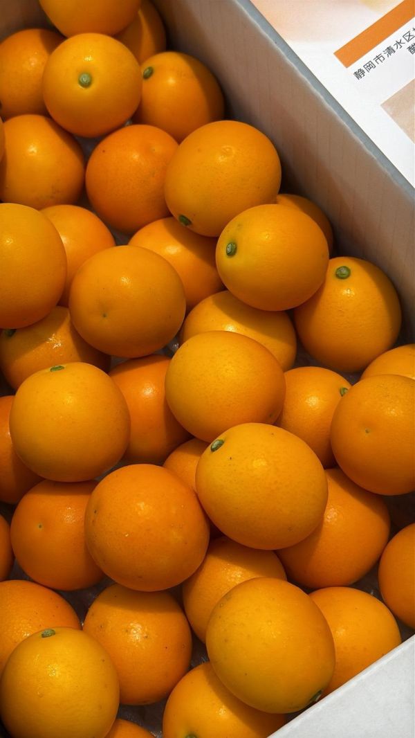[連皮可食甜酸均衡]日本靜岡頂級金桔 日本靜岡頂級金桔