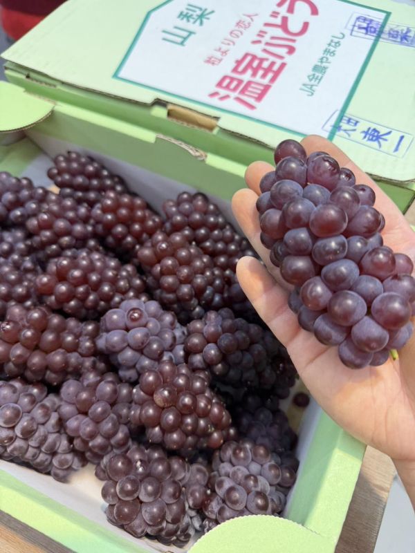 [香甜微酸無籽水潤][禮盒式]日本山梨香檳珍珠葡萄 德拉瓦葡萄 デラウェア 日本山梨香檳珍珠葡萄,德拉瓦葡萄,デラウェア,麝香葡萄,貓眼葡萄
