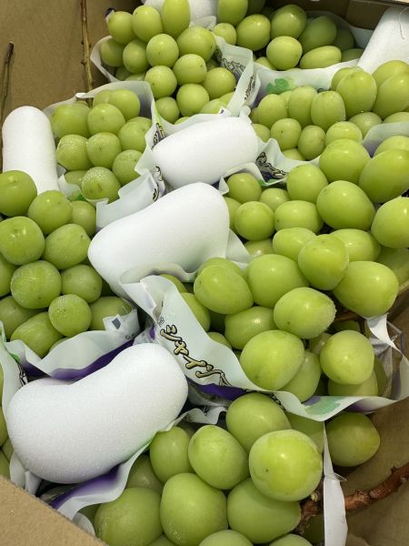 [甘甜濃郁多汁]日本山梨F選別麝香葡萄 [甘甜濃郁多汁]日本山梨F選別麝香葡萄