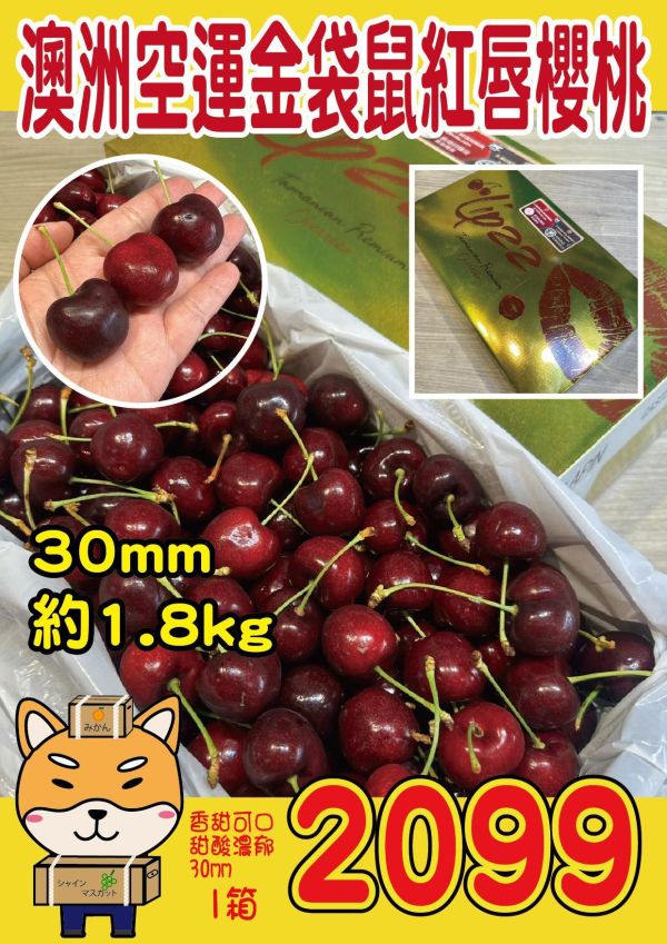 [甘甜濃郁幾乎不酸]澳洲空運金袋鼠紅唇櫻桃 澳洲空運金袋鼠紅唇櫻桃