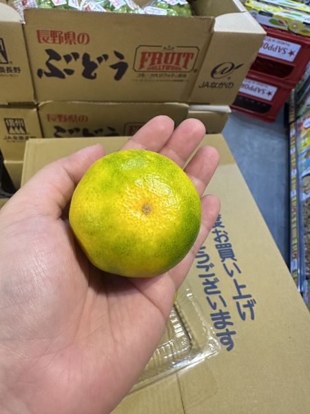 [甜酸濃郁]福岡早生蜜柑嚐鮮盒 福岡早生蜜柑嚐鮮盒