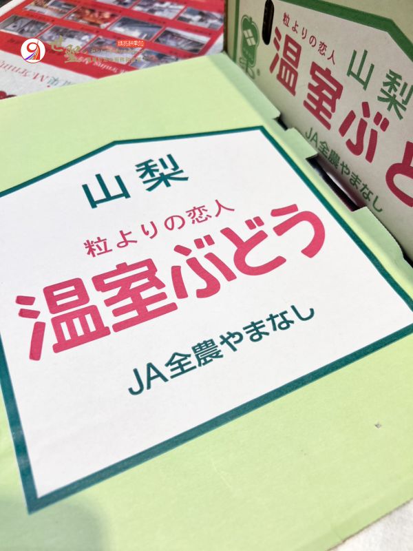 [香甜微酸無籽水潤][整箱禮盒]日本山梨香檳珍珠葡萄 德拉瓦葡萄 デラウェア 日本山梨香檳珍珠葡萄,德拉瓦葡萄,デラウェア,麝香葡萄,貓眼葡萄
