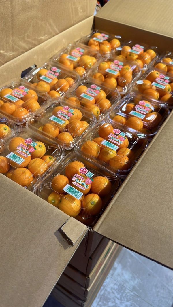 [連皮可食甜酸均衡]日本宮崎極甘完熟金桔 金棗 きんかん 日本橘子,蜜柑,金桔,きんかん,補血,潤肺顧氣管