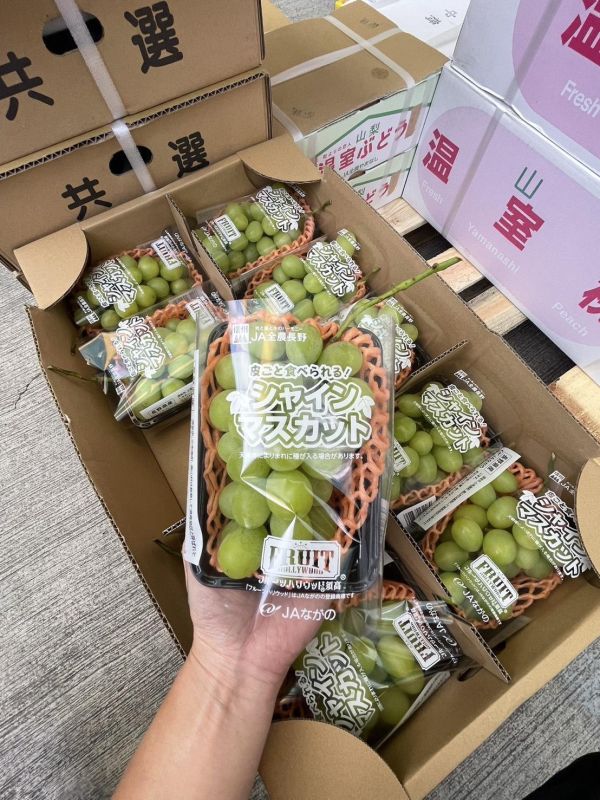 [香甜微酸無籽水潤][嚐鮮盒]日本長野麝香葡萄嚐鮮盒 日本長野麝香葡萄嚐鮮盒