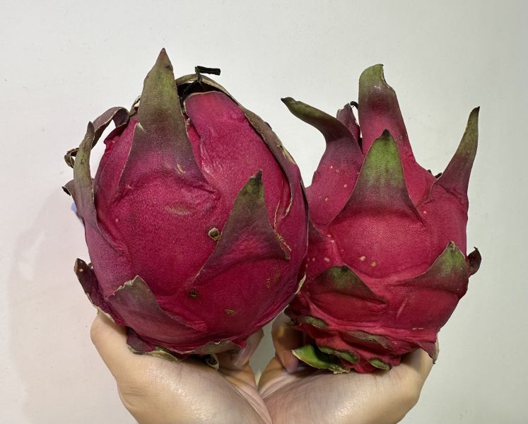 [低卡香甜]南投紅肉火龍果 紅龍果 糖尿病,抗氧化,功效,吃什麼