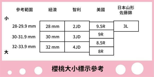 [脆甜清爽超人氣]智利空運蕾妮爾白櫻桃500g Chile Rainier Cherries 智利櫻桃,空運櫻桃,紐西蘭櫻桃,塔斯馬尼亞櫻桃,紅櫻桃,白櫻桃
