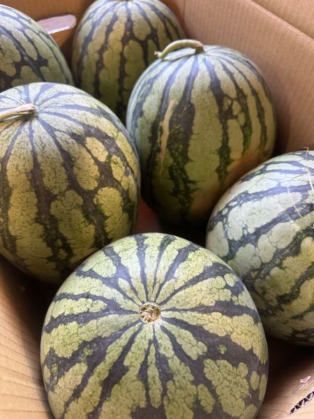 [黃肉品種甘甜多汁]花蓮小玉西瓜 花蓮小玉西瓜