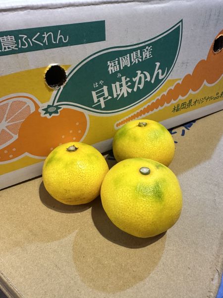 [甜酸濃郁]福岡蜜柑家庭號4kg 福岡蜜柑家庭號4kg