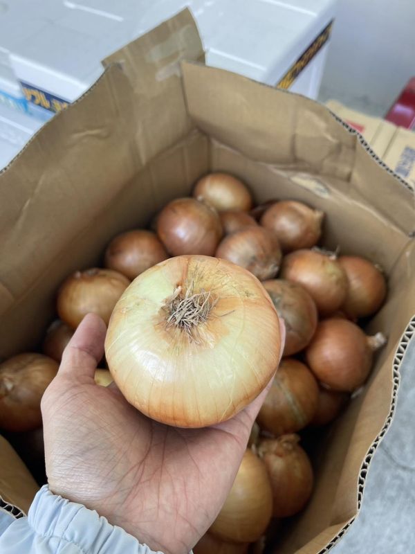 [肉質厚實]日本北海道北見甜洋蔥 北海道