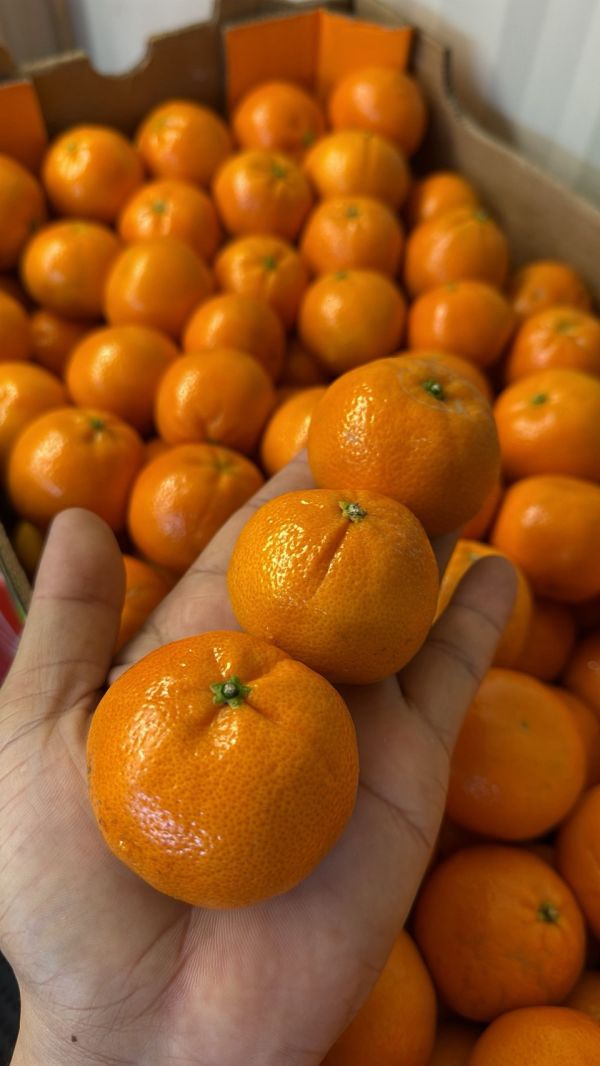 [易剝甜酸清爽][10kg原裝箱]南非砂糖橘 Mini Mandarin 砂糖橘,南非砂糖橘,Mini Mandarin