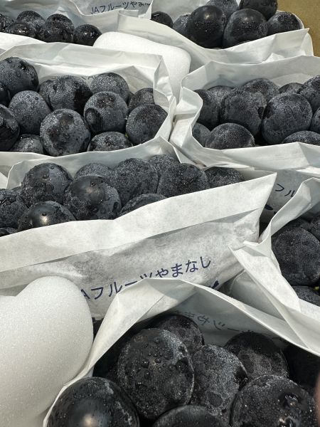 [皮薄無籽芳醇香甜][可加購禮盒]日本山梨貓眼葡萄 種なしピオーネ 比歐內葡萄 
