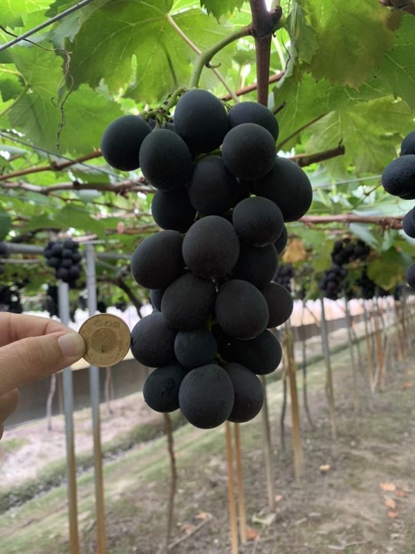 [甘甜醇厚水潤多汁]彰化網室蜜巨峰葡萄 台灣葡萄,巨峰葡萄