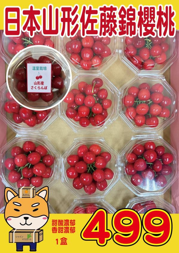 [日本頂級甘甜濃郁]日本山形佐藤錦櫻桃 日本山形佐藤錦櫻桃