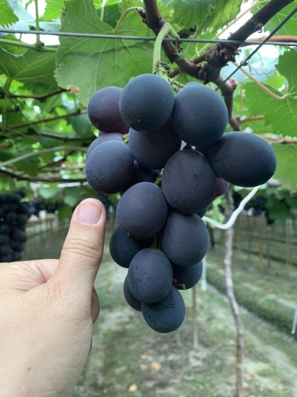 [甘甜醇厚水潤多汁]彰化網室蜜巨峰葡萄 台灣葡萄,巨峰葡萄