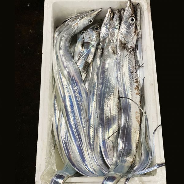 現流 手釣白帶魚 