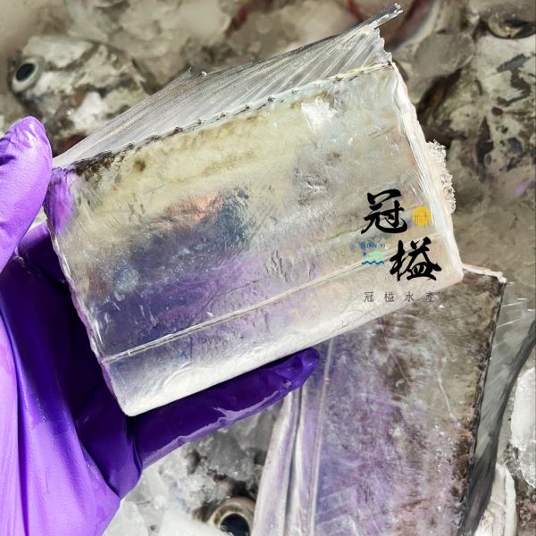 現流 手釣白帶魚 