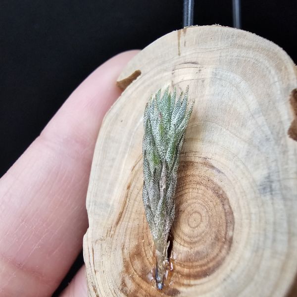 彈頭(阿根廷)/Tillandsia pedicellata(Argentina) 