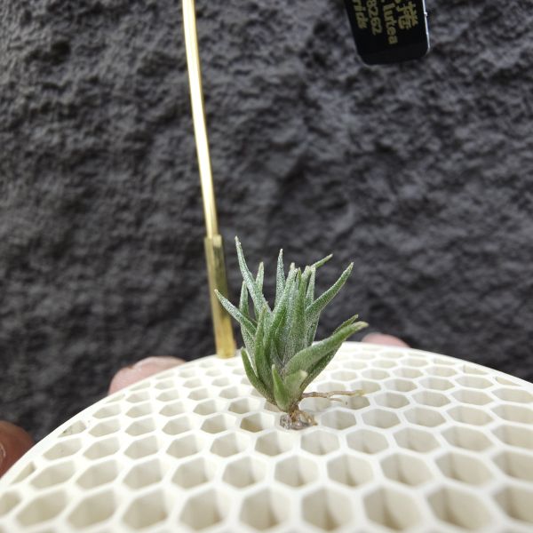 黃花媳婦×紅電捲/Tillandsia xiphioides v. lutea × streptophylla Red#8262 