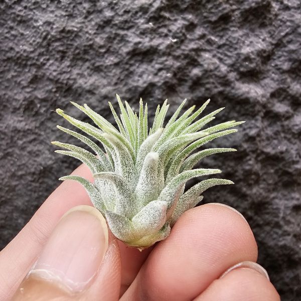 龍小精靈(雨林)/Tillandsia ionantha Ron 