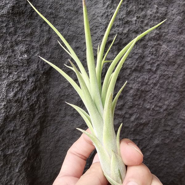 凱爾特噴泉/Tillandsia Celtic Fountain(Red Fountain' x ionantha Druid)紅噴泉×德魯伊小精靈 