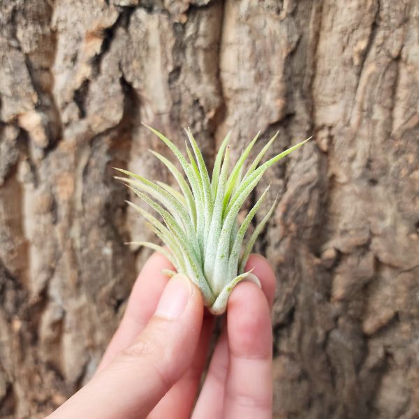 紅毛丹小精靈/Tillandsia ionantha Rambutan 