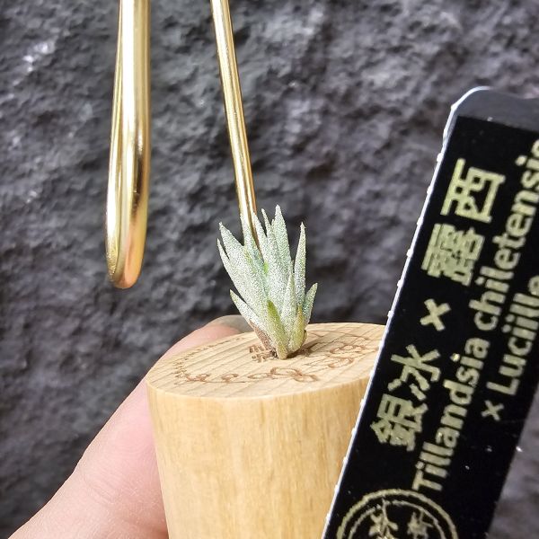 銀冰×露西/Tillandsia chiletensis × Luciille 