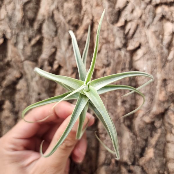 傑基亞斯/Tillandsia Jequiensis 